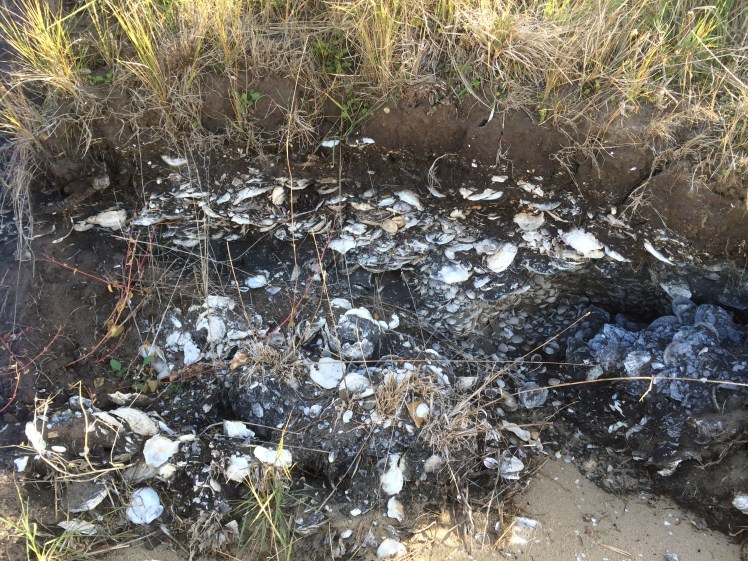 Stratigraphy at Shelly Beach