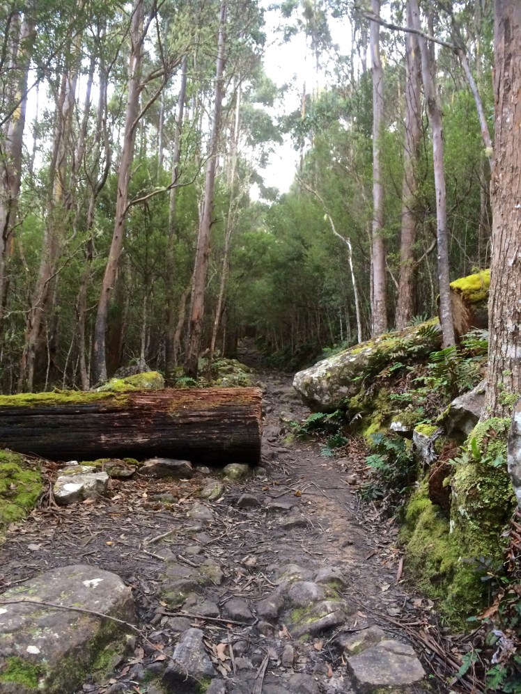 From the Springs to the River: Radfords Track