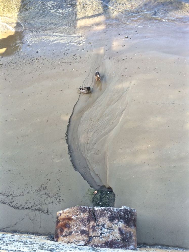 Ducks drinking from a stormwater