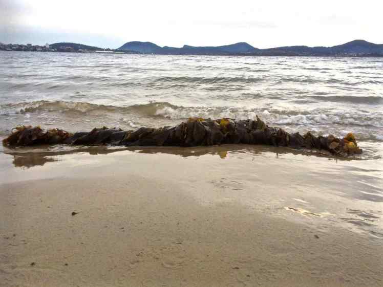 Kelp on Nutgrove Beach