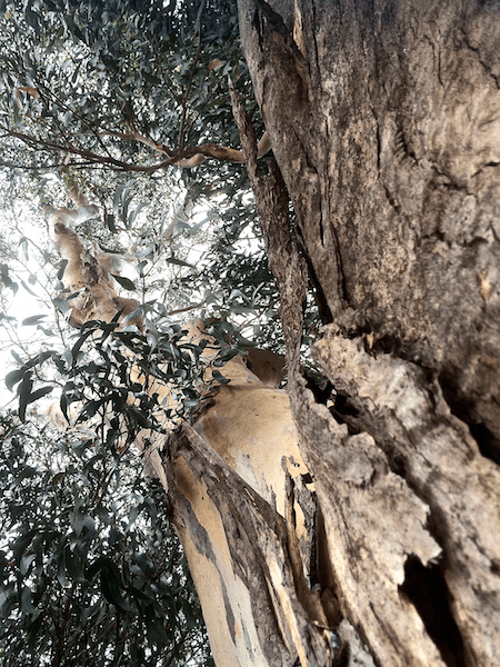 Blue gum tree - favourite hang out of the swift parrots