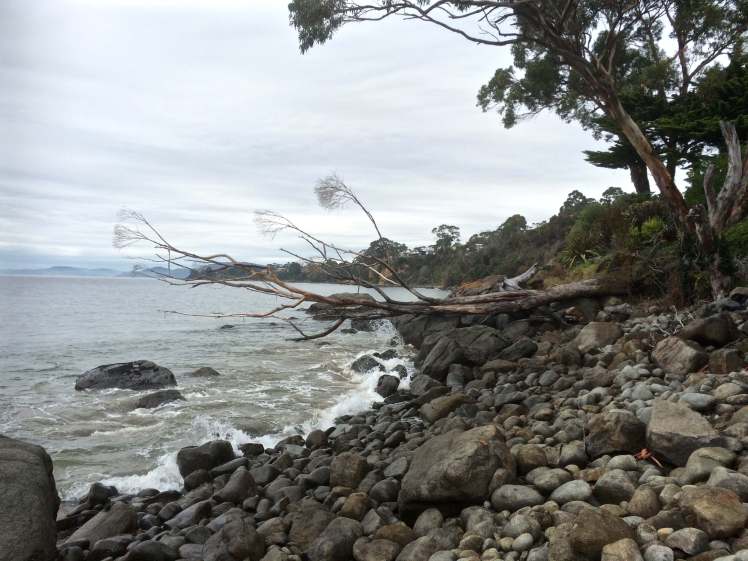 Approaching Grange Beach -eucalypt