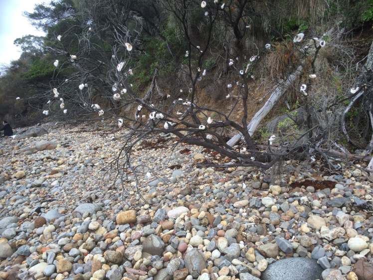 The shell tree and fisher