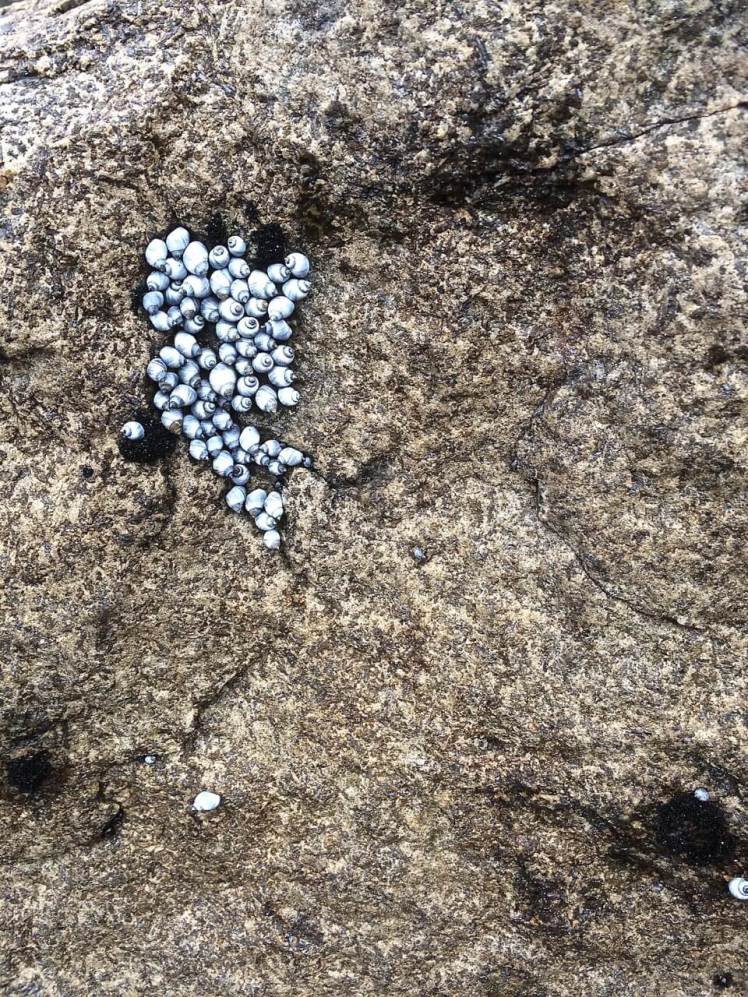 Tiny blue periwinkles BB2