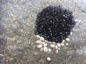 Detail: baby mussels and limpets on rock