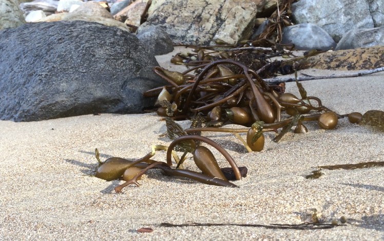 Kelp and rocks