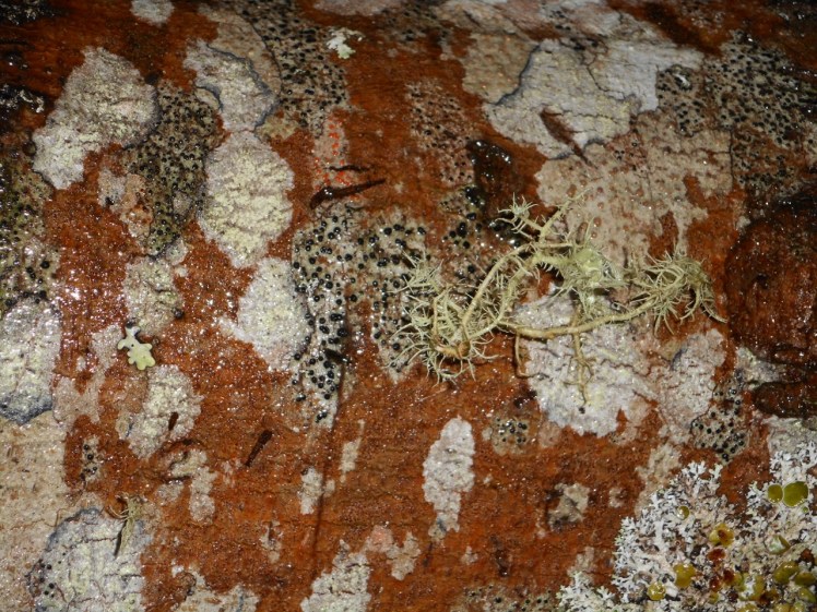 On a Bedfordia salicina - communities