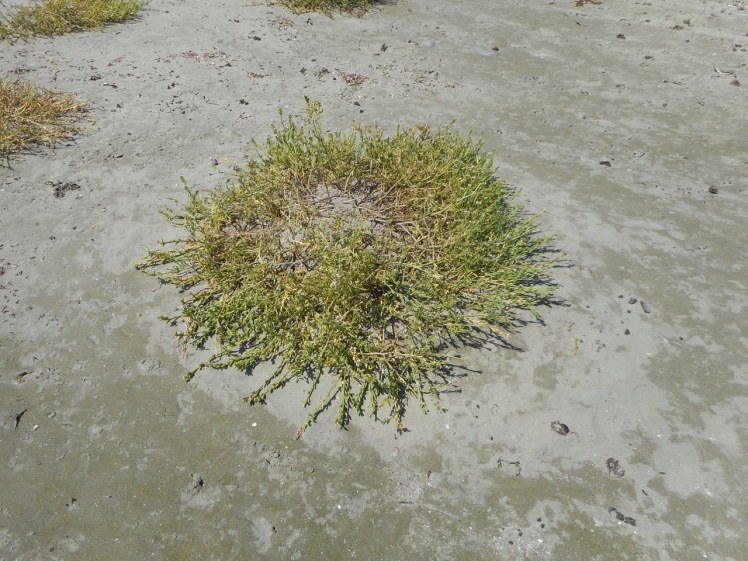 Bangor Lagoon Beach sea rocket.jpg