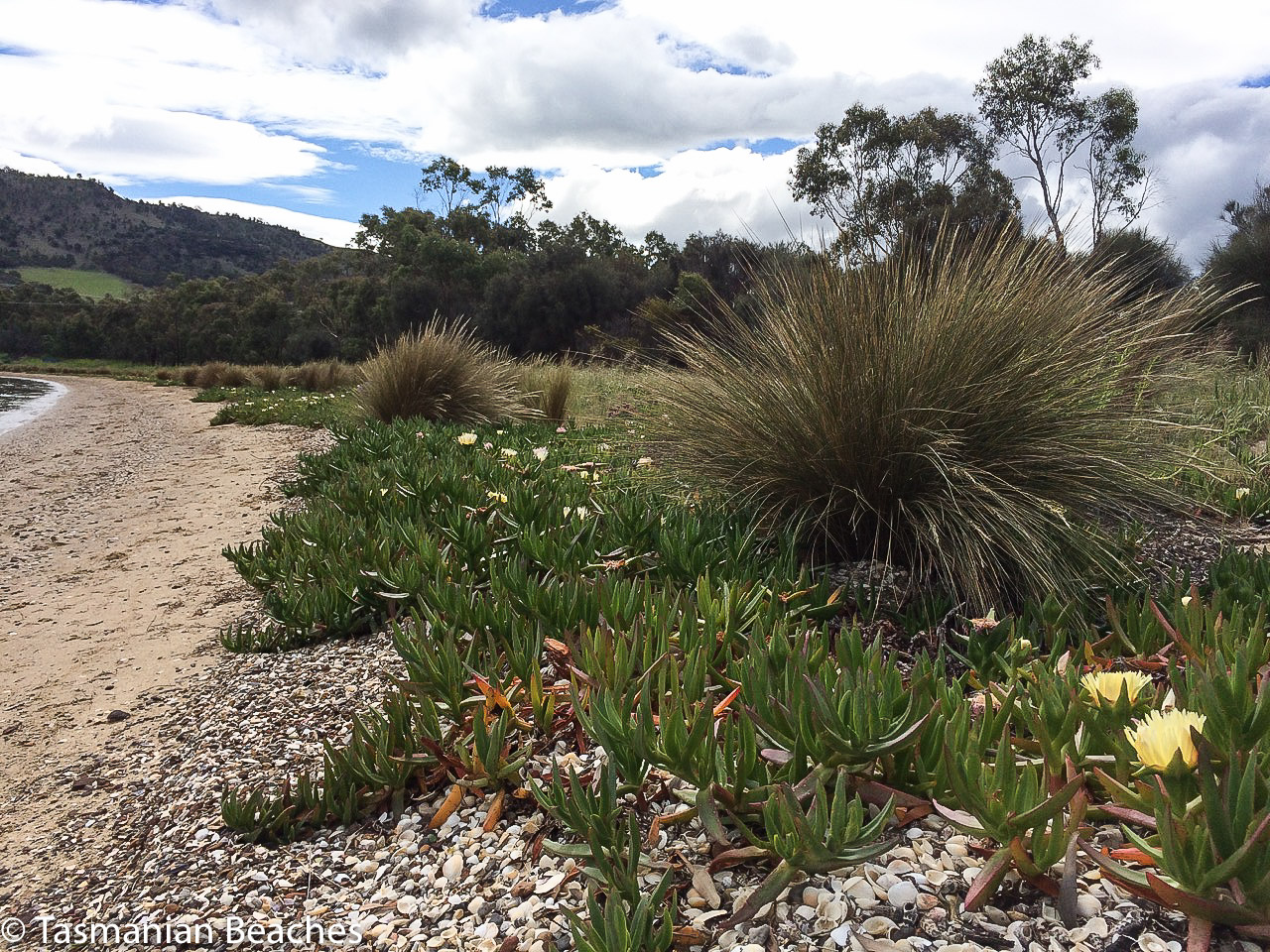 Penna Beach tussocks and pigface