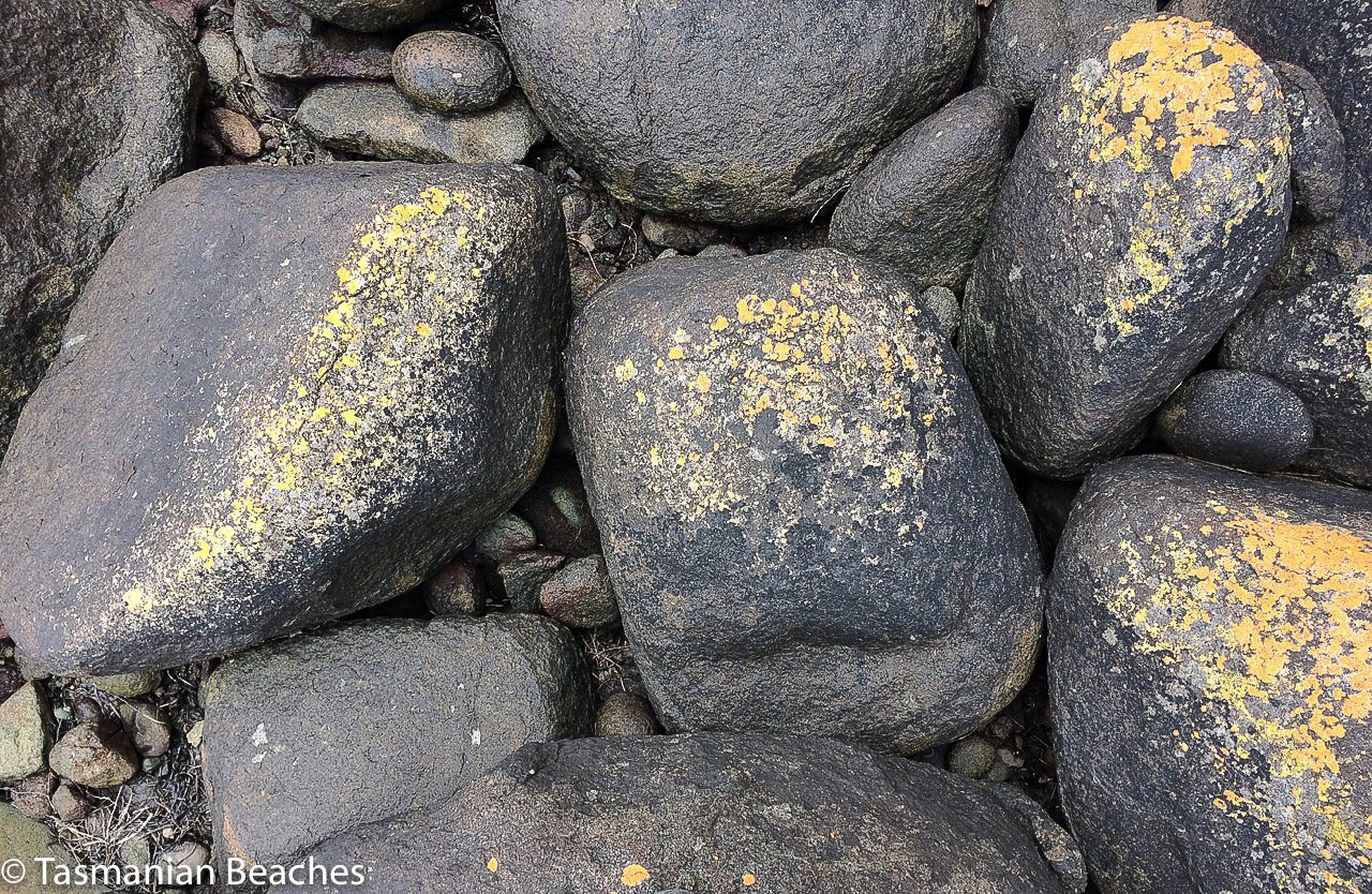 Lewisham reef and a paler lichen
