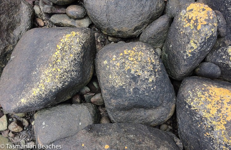 Lewisham reef and a paler lichen
