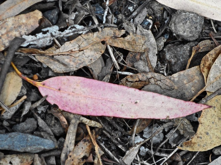 Walked in Feb 2017 after Sundra advised me about this new track.