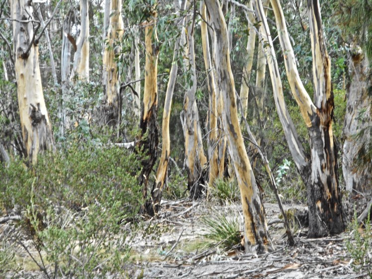 Eucalypts II