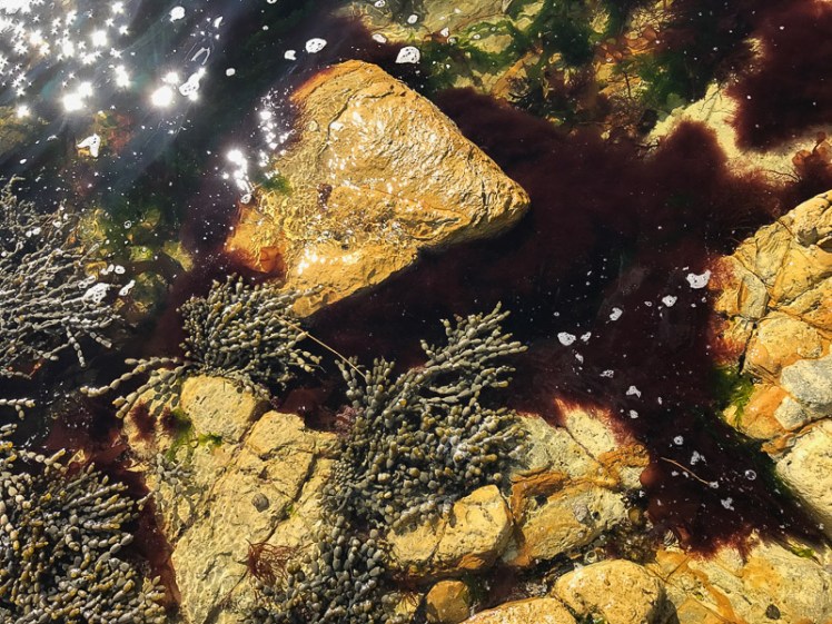 Seaweeds and rockpool.jpg