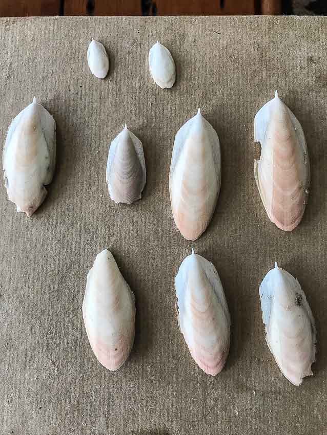 Cuttlefish collection 1