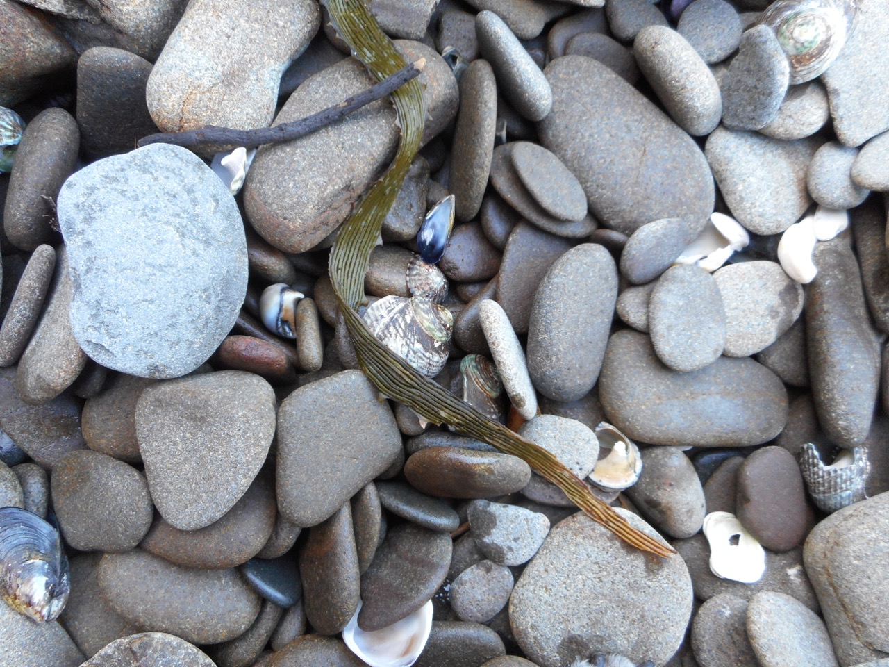 Pebbles below Spectacle Point.jpg